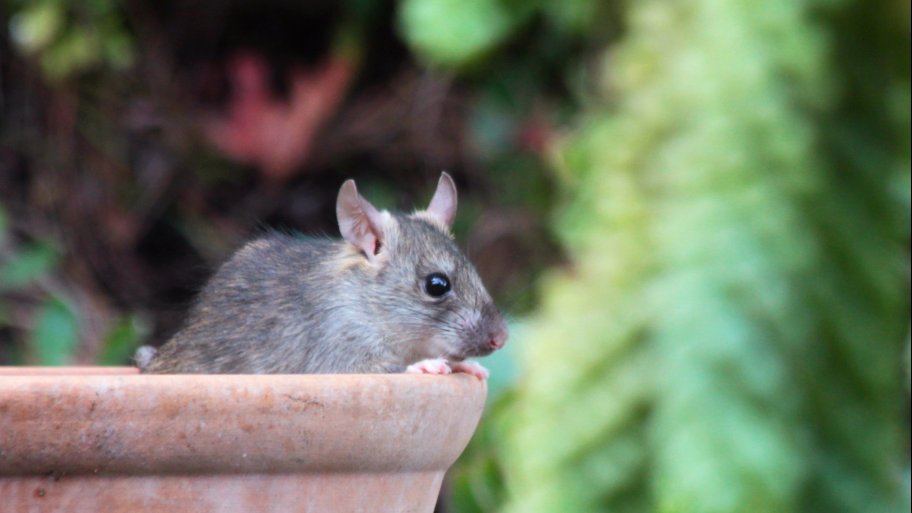 Roof rat in bird feeder Roof rat in bird feeder